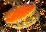 Aequipecten opercularis