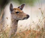 Sika Deer