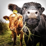 B-10-Cautious Cows