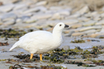 Kelp Goose (male) side view, Carcass Island, Falklands