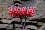 Mother of Millions (Bryophyllum delagoensis)