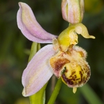 Bee Orchid (Ophrys apifera) aberrant form close to var trollii