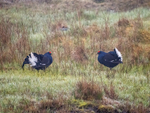 Black Grouse