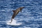IMG_6439 Mayotte