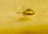 Sminthurinus elegans