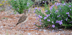 Double-banded Courser