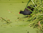 Moorhen