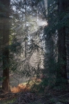 Illuminated Spruce