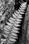 Fern In Gryke