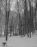 Snowy Path, Dunnottar Woods, 1