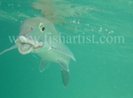 Bonefish Photo - Happy Underwater Bonefish.