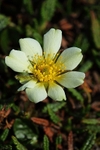Mountain Avens 2439