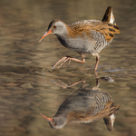 Water Rail