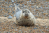 Common Seal