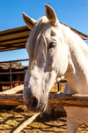 Grey Horse_0066 1180