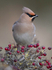 WAXWING HALKYN 15