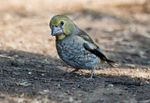 Hawfinch