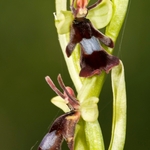 fly orchid (Ophrys insectifera)