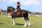 Class 13: Heavy Horse Ridden portfolio