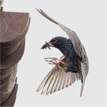 Starling bringing grubs to the nest