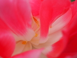 P41403270643