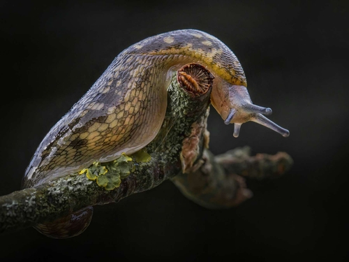 Slug climbing a stick. Possibly the Green Cellar Slug (Limacus maculatus).