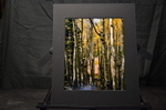 Through The Quakies - Matted