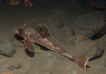 Eutrigla gurnardus
