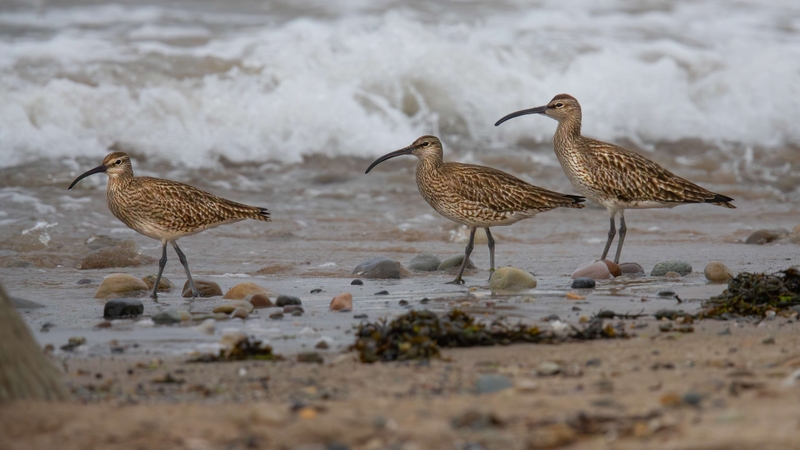 Eurasian Whimbrel - Kildonan - Isle of Arran - Scotland