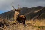 Monarch of the Glen