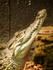 Crocodiles and Monitors-2