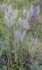 Cyclamens and Fennel