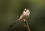 Long-tailed Tit