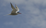 Common Tern, Angelsey, Wales