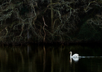 Swan
