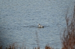 Grey Phalarope