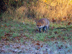 Red Fox
