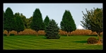 Surreal Lawnscape