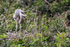 Great Blue Heron chick, Venice Rookery, Florida