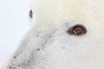Polar Bear eye close-up, Churchill, Canada