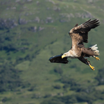 White-tailed Eagle