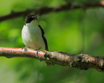Pied Flycatcher (male) at Martinselkosen Eräkeskus