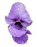 Pansies in the rain