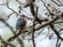 Nuthatch