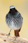 Black Redstart (male) head-on, Brean Sands, Somerset