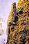 bearded dragon Pogona vitticeps-4518