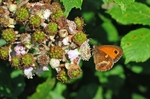 Gatekeeper