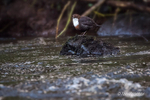 Dipper (Cinclus cinclus) on River Maine, County Antrim.