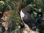 Common Guillemot