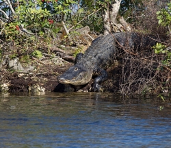 AnimalsCreatures 185